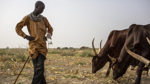 Au nord du Cameroun, des avancées sont observées dans la lutte contre l'insécurité alimentaire.Ici, un éleveur près de Gazawa, le 7 mars 2020, dans le nord du Cameroun. (Image d'illustration)