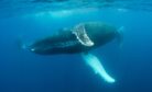 A Golden Chance to Protect the Pacific&rsquo;s &lsquo;Blue Corridors&rsquo;