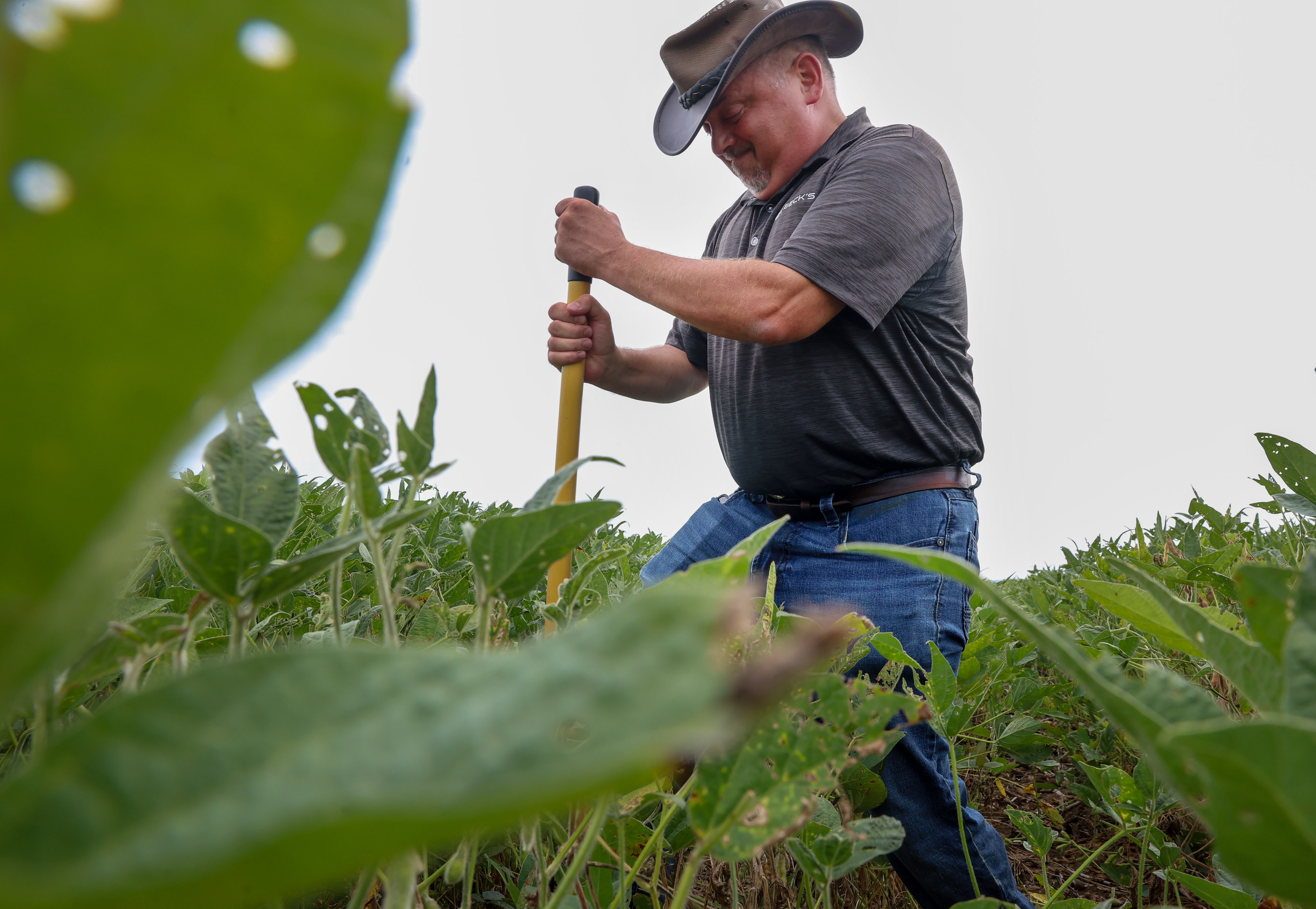 CTC-L-RED-CROWN0007.JPG Matt Montgomery, an education lead at Beck’s Hybrids, digs out a soybean plants infected with red crown rot in farmer Calvin Koeller’s farm fields on Aug. 13, 2026, in New Canton, Illinois. (Stacey Wescott/Chicago Tribune)