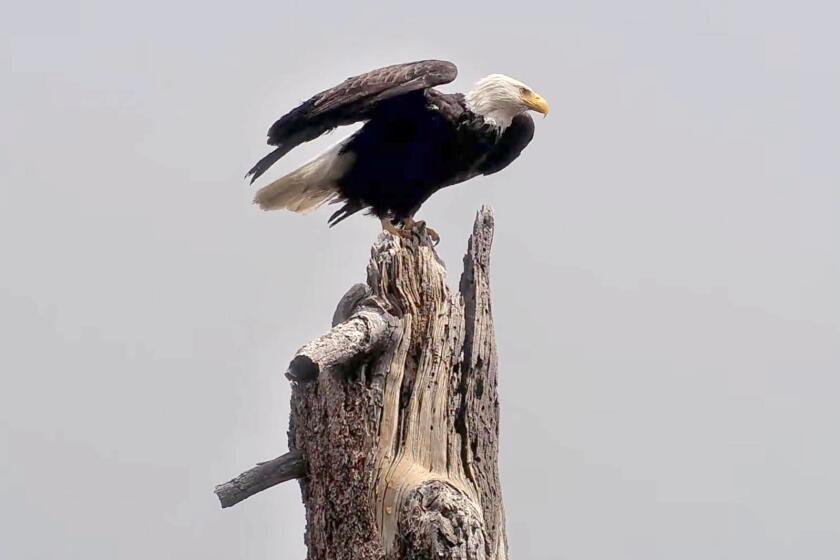 Jackie the Bald eagle in April 2026. (Friends of Big Bear Valley and Big Bear Eagle Nest Cam)