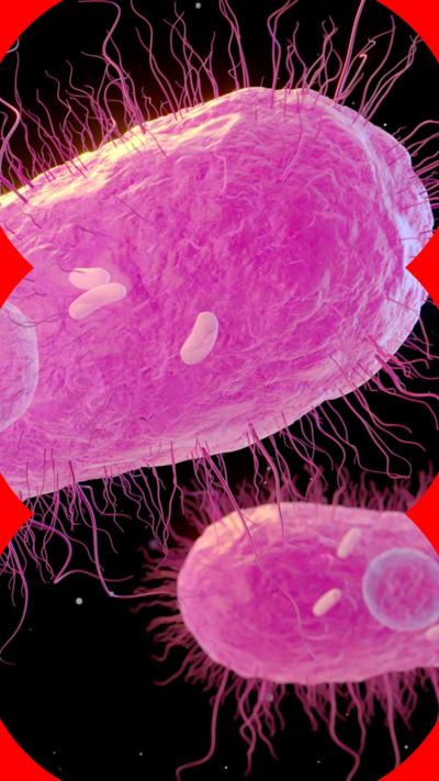 Salmonella bacteria 