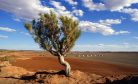 Mongolia&rsquo;s &lsquo;1 Billion Tree&rsquo; Movement