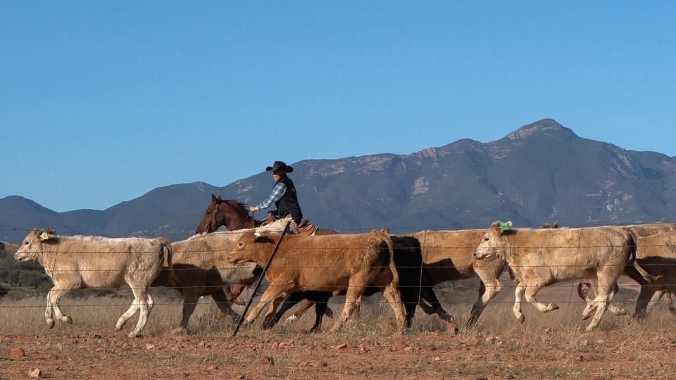 Ranchers herd cattle in Sonoita, Arizona.