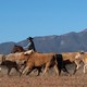 Ranchers herd cattle in Sonoita, Arizona.