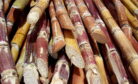 Ethanol Issue Has Entered Indian Kitchens, Impacting Household Budgets