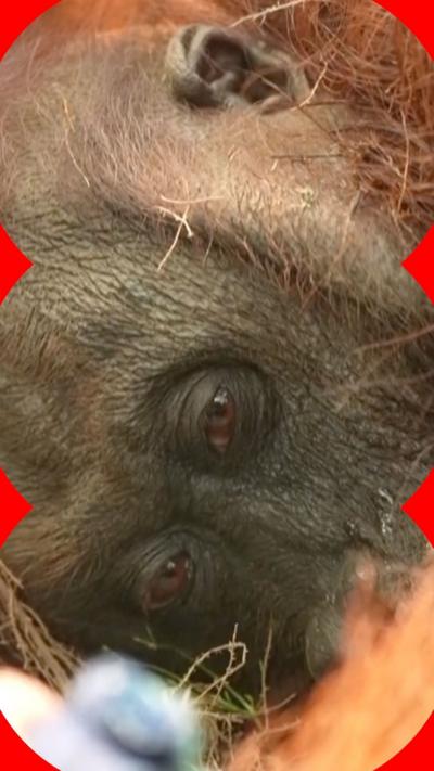 Close-up of orangutan's eyes