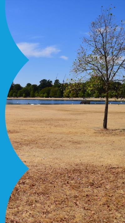 A stretch of sun-bleached grass in front of a distant pool. A spindly tree stands in the foreground.