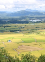 Rice paddies in border town