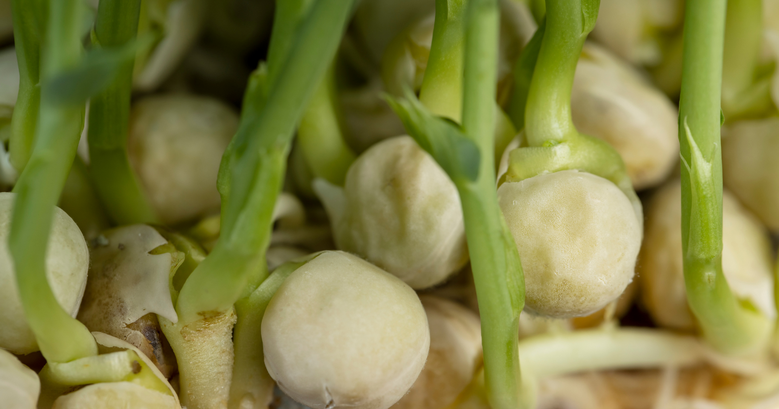 Three schoolgirls in Kinsale pulled up a pea plant covered in warts and, instead of binning it, spent three years testing 13,000 seeds in a spare bedroom — the bacteria living in those warts made barley germinate 50% faster, and the adults who said it wouldn't work on cereals watched them take Google's grand prize