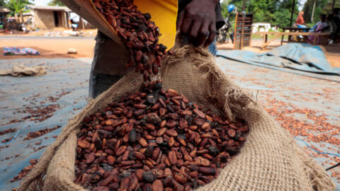 Un ouvrier remplit un sac de fèves de cacao, à Fengolo, en Côte d'Ivoire, le 11 février 2026.