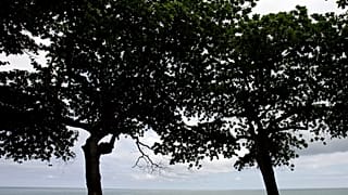 From cocoa beans to forests: Rebuilding forests in São Tomé and Príncipe