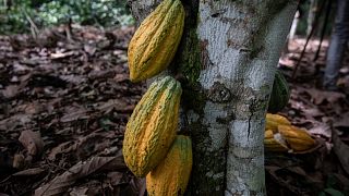 Sao Tomé and Principé: UN Experts help protect cocoa plantations 