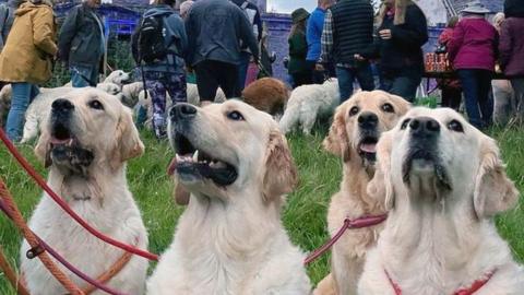 People stand, some of them holding up phones to take a picture, as hundreds of golden retrievers stand in a grassy arena next to the ruins of Guisachan House.