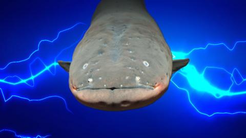 CrowdScience: Electric Fish
