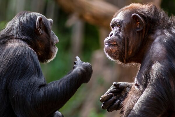 Studied chimps were capable of differentiating between genuinely new information and redundant details.