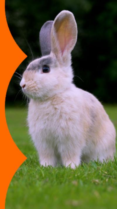 A rabbit sits on grass