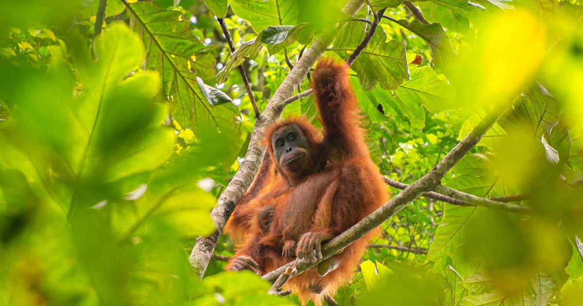 Indonesia asks India to hand over five infant orangutans rescued from Odisha