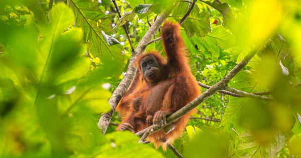 Indonesia asks India to hand over five infant orangutans rescued from Odisha