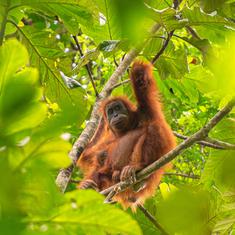 Indonesia asks India to hand over five infant orangutans rescued from Odisha