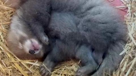 Red panda cub