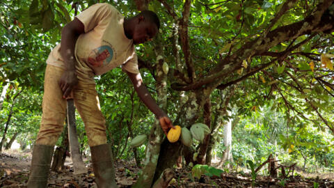 Un agriculteur examine une cabosse de cacao dans son exploitation, près du village de Digrikro, à Daloa, en Côte d'Ivoire, le 26 août 2026.