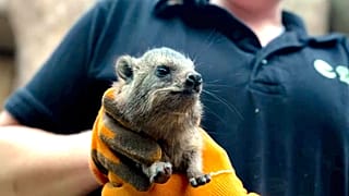 Chester Zoo celebrates the arrival of rare baby rock hyraxes