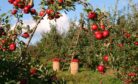 Britain&rsquo;s Farms Run on Central Asian Labor Now