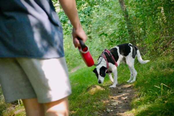 walking dog