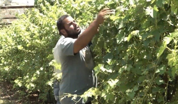 Farmers in Beit Ummar Face Growing Press...