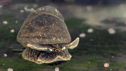 A glutinous snail in a tank in Dudley Zoo.  The small, brown mollusc, flecked with spots of gold slithers across a surface covered in green algae.