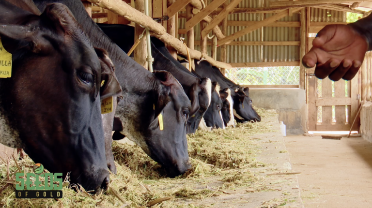 Cattle farming