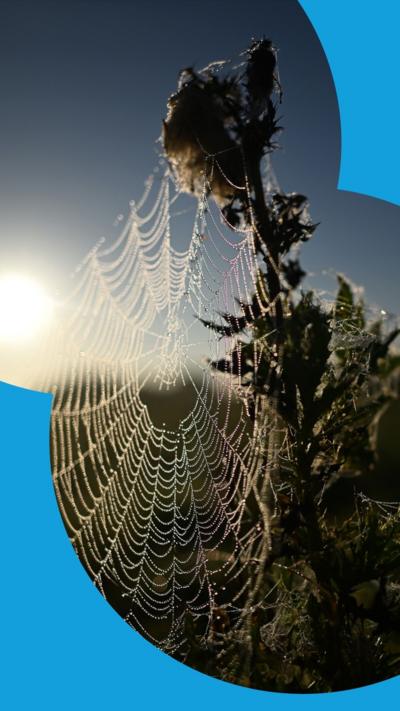 A spiderweb that has caught the dew is illuminated by the early morning sun.