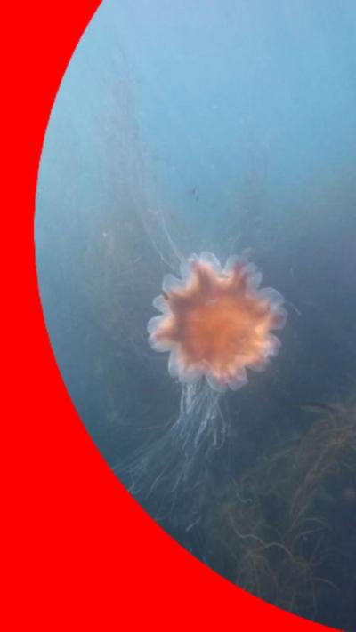 A jellyfish in the water