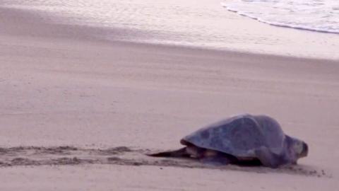 Two turtles make their way to the sea on La Escobilla beach in Oaxaca, Mexico.