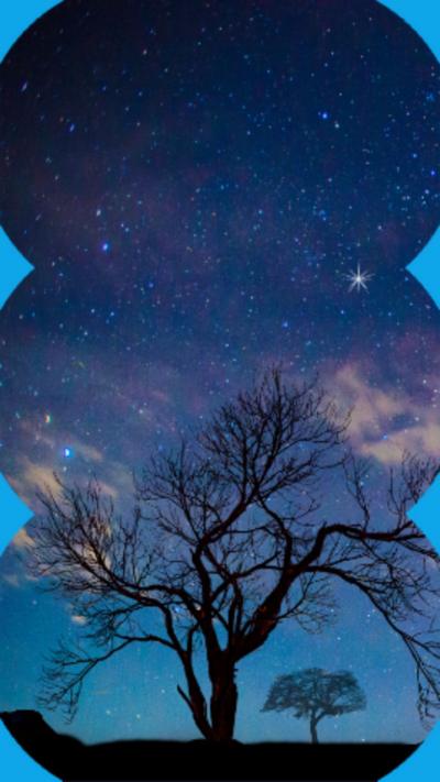 Silhouette of a bare trees with a meteor shower in the night sky behind them.