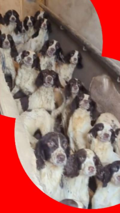 A number of brown and white spaniel dogs in 'squalid' conditions in a home.