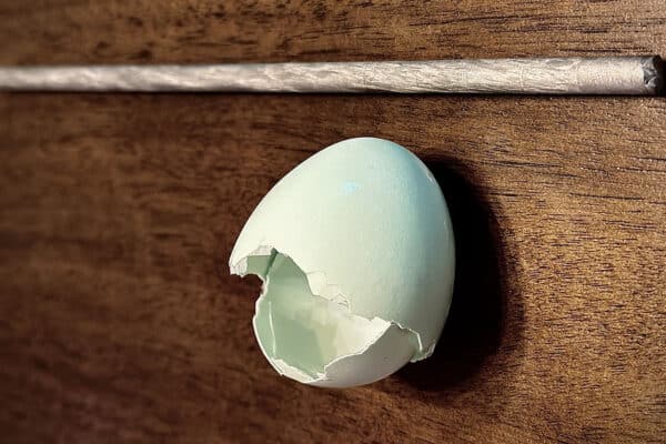 Gwalani eggshell