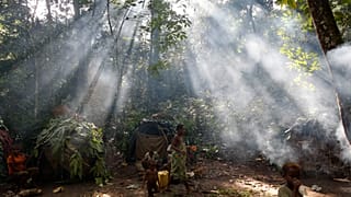 UN issues call to action on world's vital dryland forests