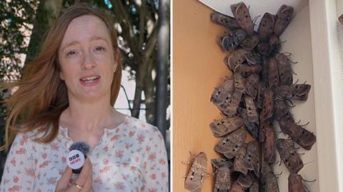 Composite image of BBC journalist Helen Livingstone standing in front of trees outside and a swarm of bogong moths the the corner of a wall
