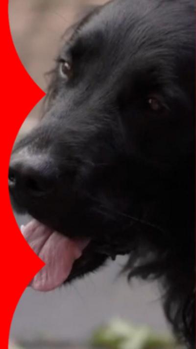 A black dog.