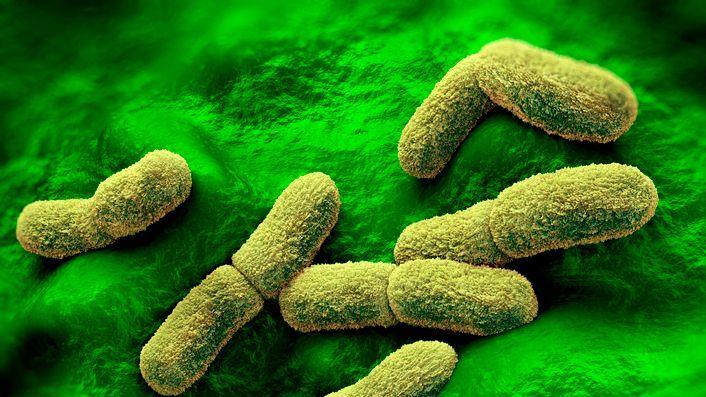 Yersinia pestis plague bacteria, computer illustration