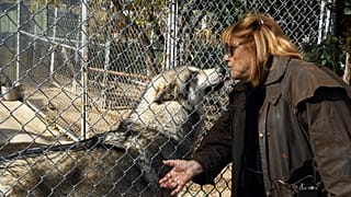 Meet the wolves brought by apartheid-era South Africa to brutalize natives
