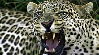 Leopards return to South Africa’s West Coast after 170 years