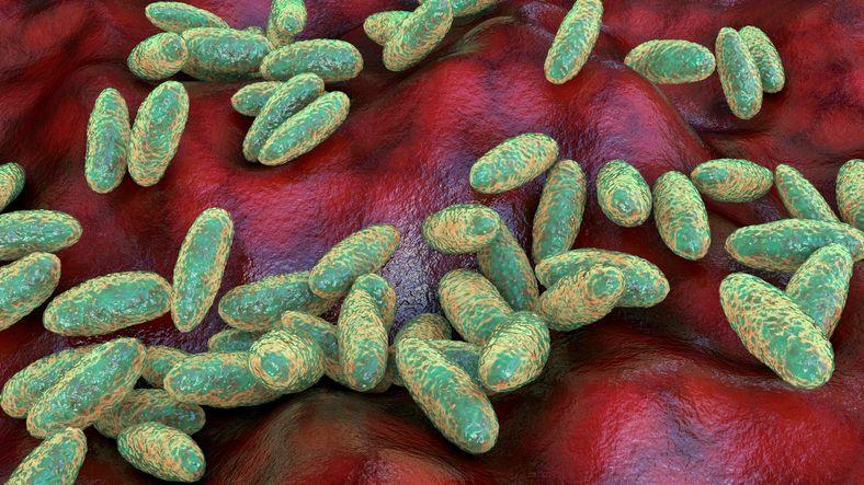 This colourised microscopic image shows Yersinia pestis, the bacterium that causes plague. The rod-shaped bacteria appear in pale green and cluster across the surface of red tissue cells. The image highlights how the microbes gather and multiply on host tissue, illustrating the infectious organism responsible for pneumonic and bubonic plague.
