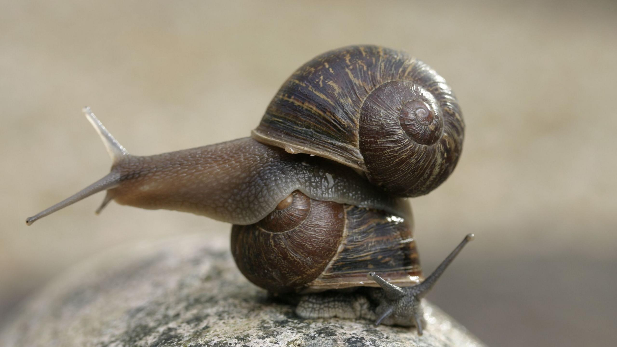 One snail sitting on top of the other facing the opposite way on a grey rock mottled with lichen. 