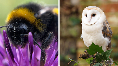 A picture of a bumble bee on a purple flower on the left and picture of an owl on the right