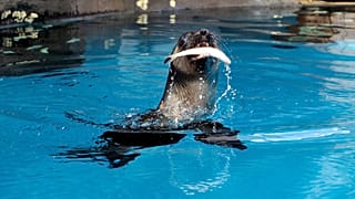 Seals and sea lions undergo hearing tests in Australian research