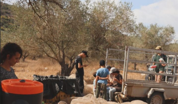 Colonists steal olive crops in al-Mughay...