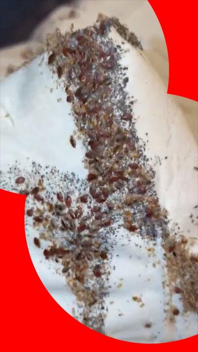 Numerous bedbugs, moulted bedbug cases and faecal matter on a white mattress cover.