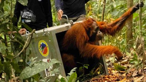 A Borneo orangutan (Pongo pygmaeus) named Mama Lifa, who was rescued from an area affected by wildfires, leaves a cage during translocation at Batu Nyambu protected forest area in Ketapang regency, West Kalimantan province, Indonesia
